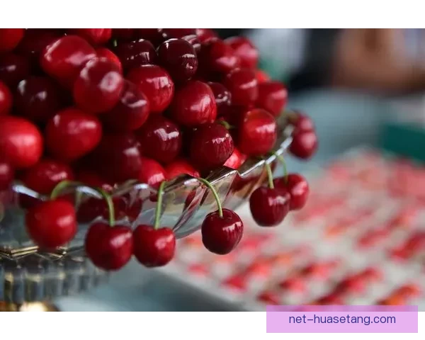 樱桃视频官网：解锁视听新维度，点亮你的精彩生活